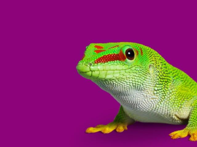 bostik-gecko-on-purple-background