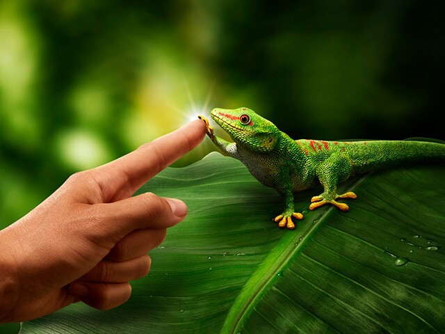Bostik Gecko
