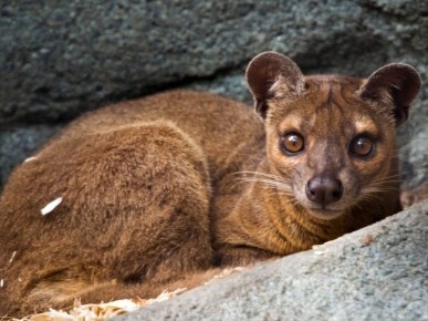 Cecilia sitting at the piano with both hands on the keys