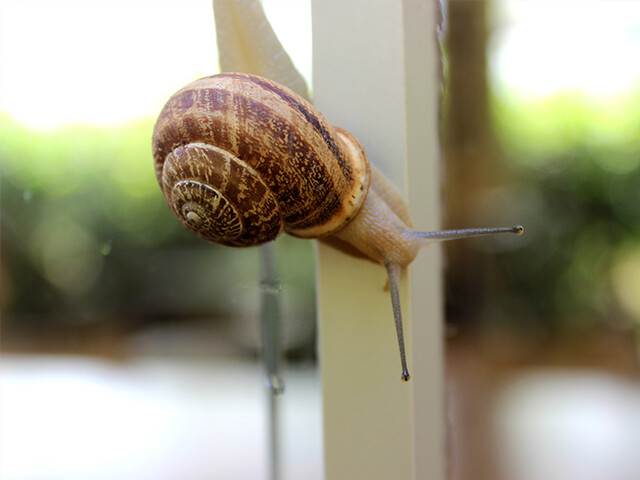 Détérioration des joints de mastic par les escargots et les limaces