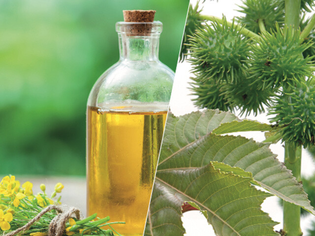 plant oil and plants