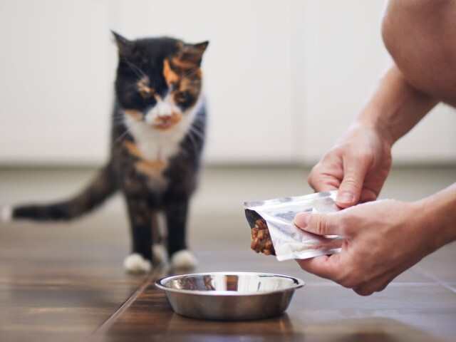 A man squeezes wet cat food from a pouch into a cat food bowl while a black and orange calico cat waits patiently to eat. 