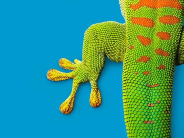 Gecko on blue background