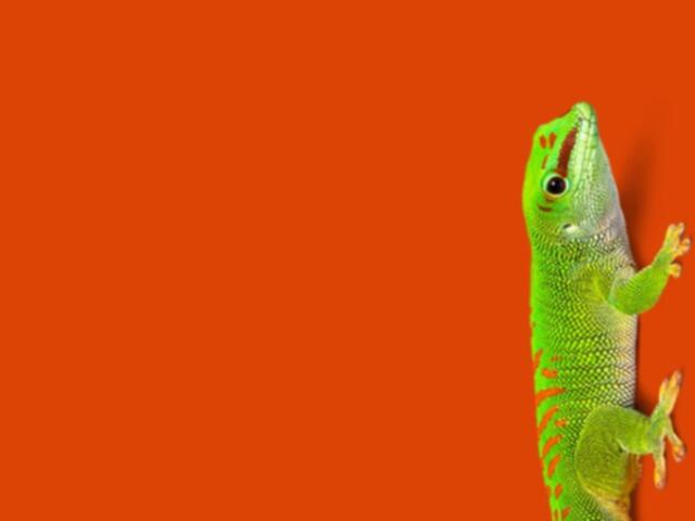 Gecko on red background