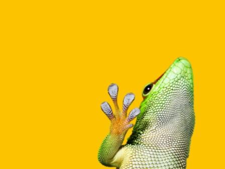 gecko on yellow background