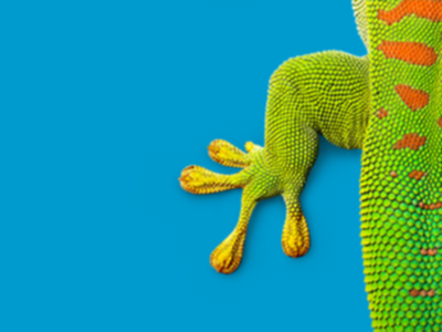 bostik gecko on blue background