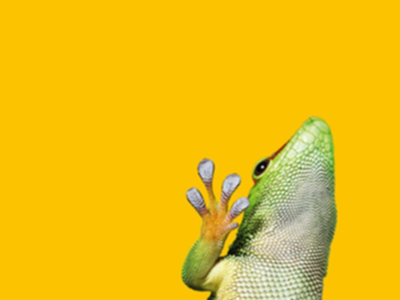 gecko on yellow background